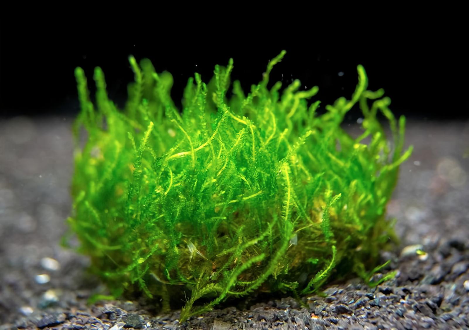 Flame Moss (Taxiphyllum sp. 'Flame')