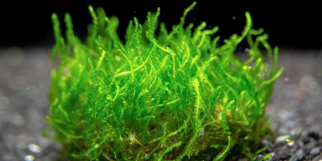 Flame Moss (Taxiphyllum sp. 'Flame')