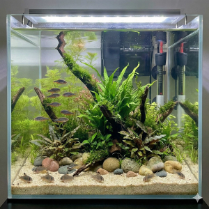 A wide-angle photograph of a 60-liter nature aquarium. Nine Celestial Pearl Danios (Danio margaritatus) school in the mid-water, while eight Pygmy Corydoras (Corydoras pygmaeus) forage on the fine sand substrate among river stones and driftwood. The aquascape is densely planted with Java fern, moss, and other aquatic plants. A filter and heater are visible in the background.