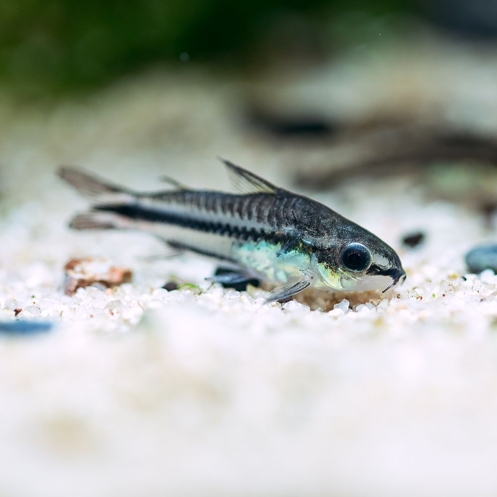 Pygmy Corydoras (Corydoras pygmaeus)