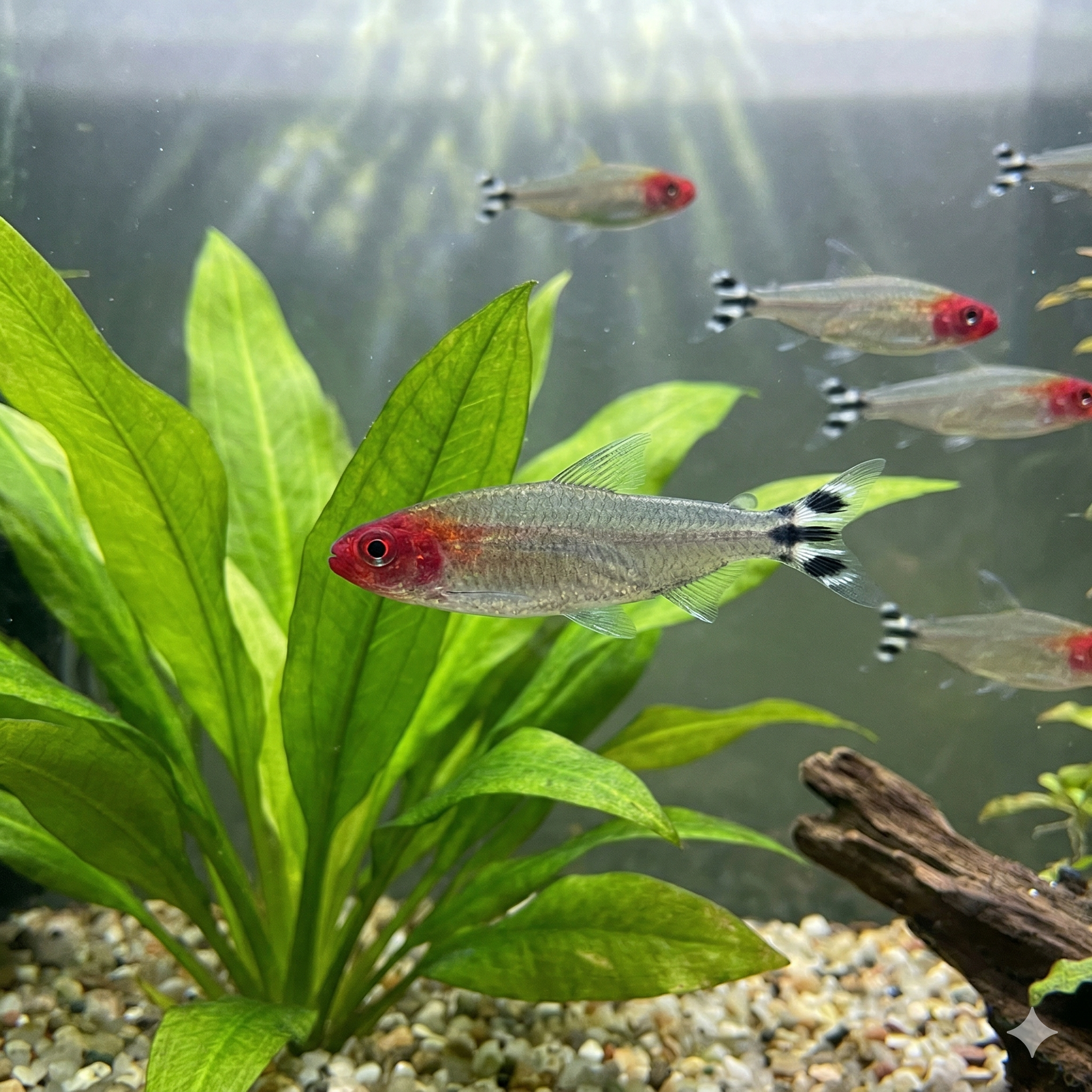 A wide panoramic underwater photograph of an expansive planted aquarium floor, featuring a large school of Rummy-nose tetras.