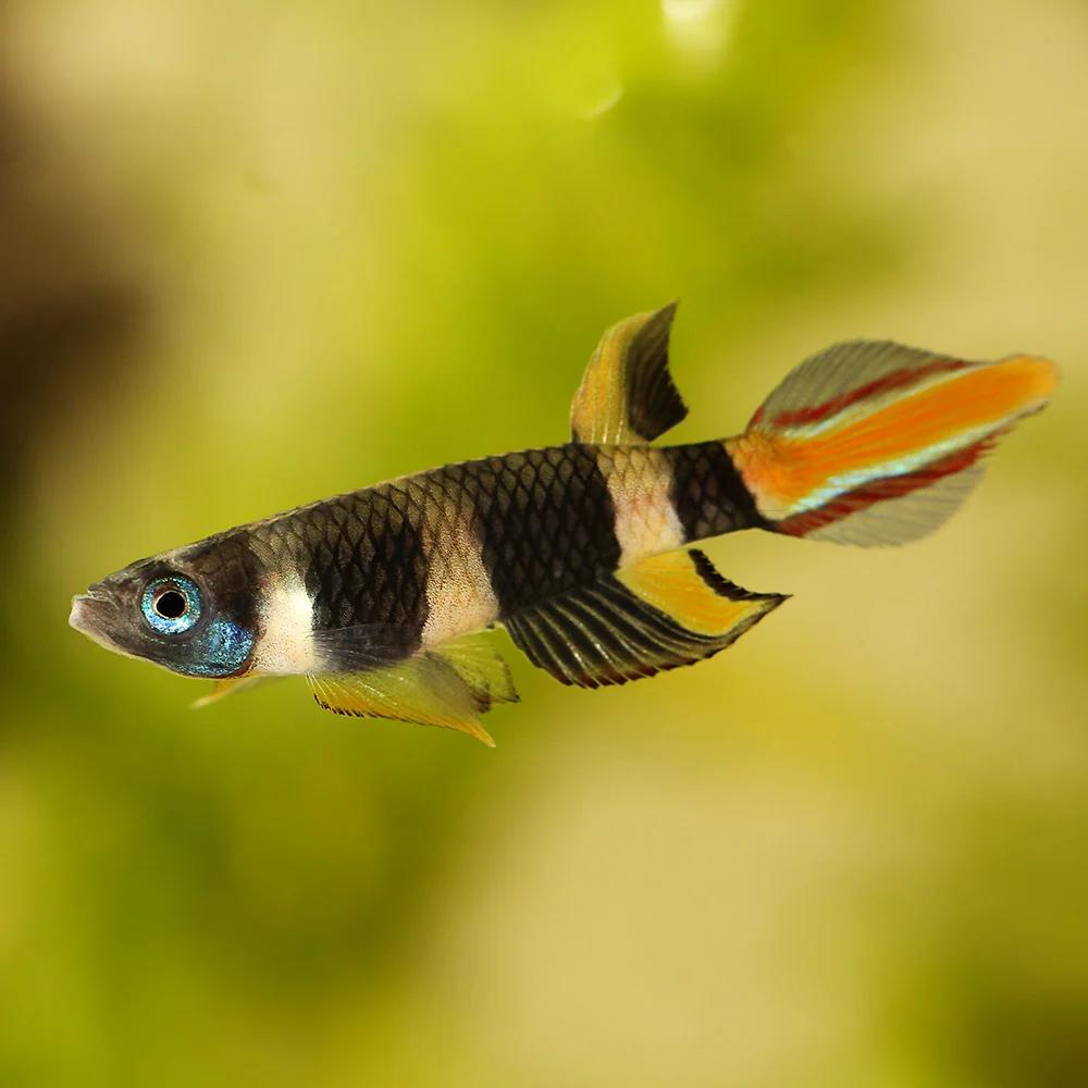 Clown Killifish (Epiplatys annulatus)