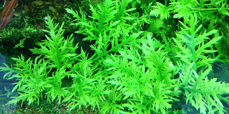 Water Wisteria (Hygrophila difformis)