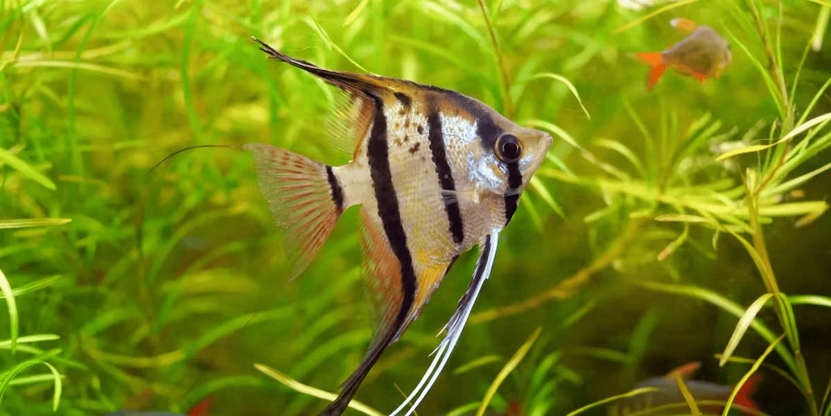 Angelfish (Pterophyllum scalare)