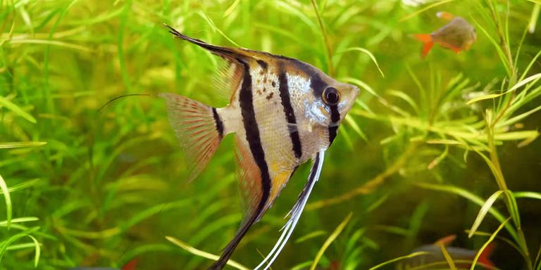 Angelfish (Pterophyllum scalare)