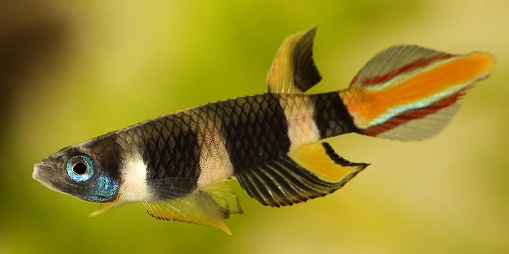 Clown Killifish (Epiplatys annulatus)