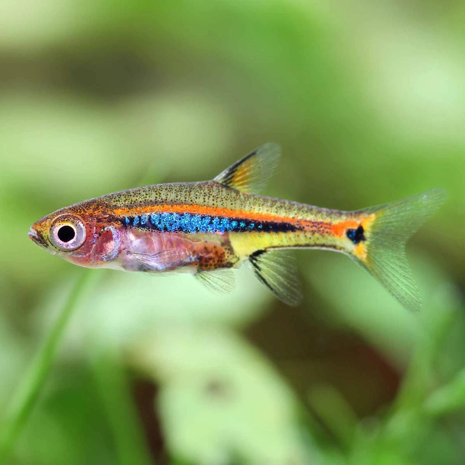 Least rasbora (Boraras urophthalmoides)