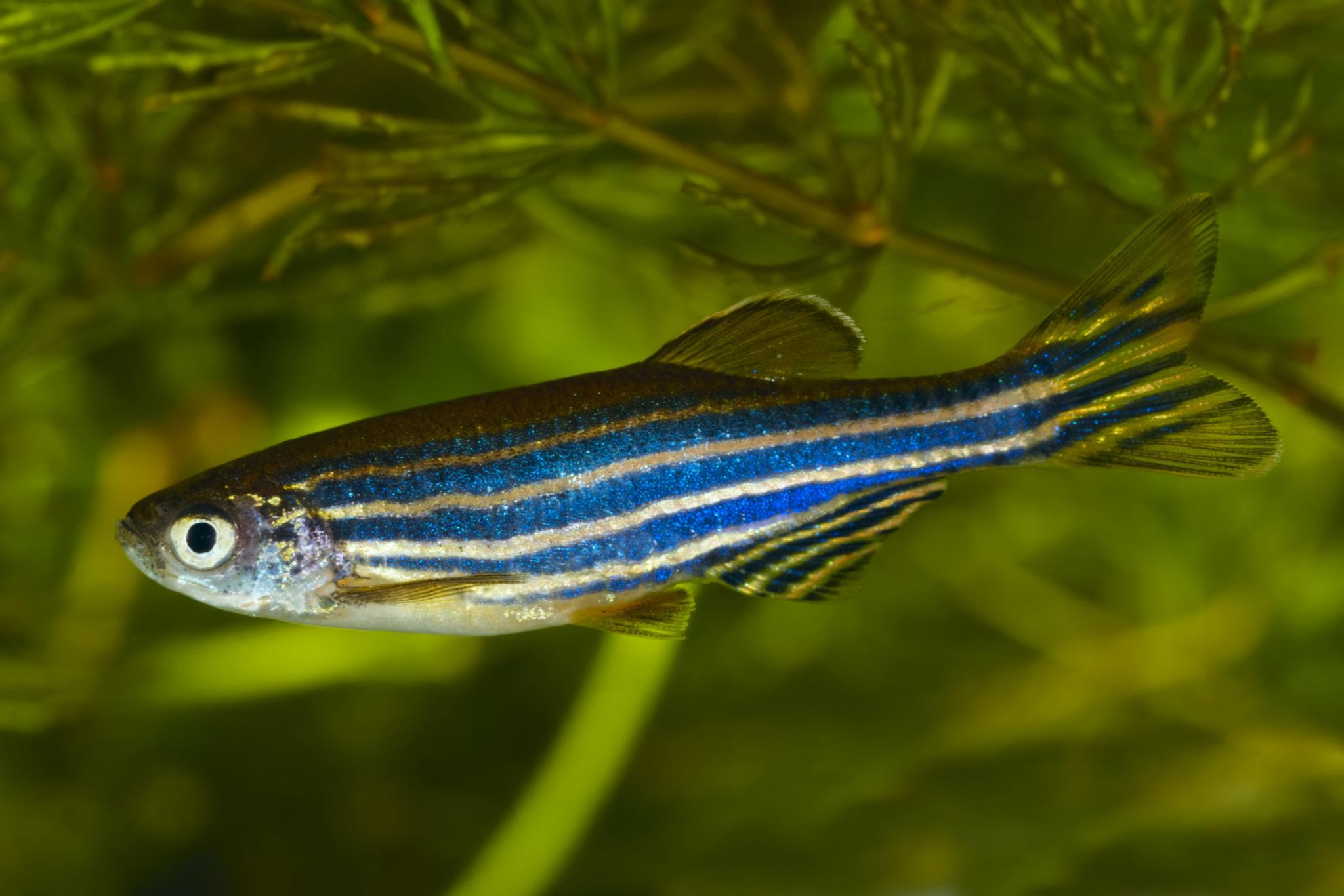 Zebrafish (Danio rerio)