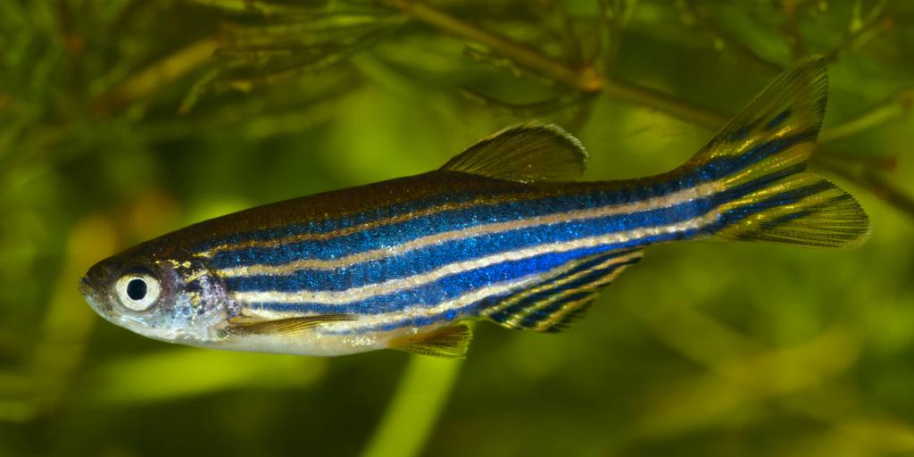 Zebrafish (Danio rerio)