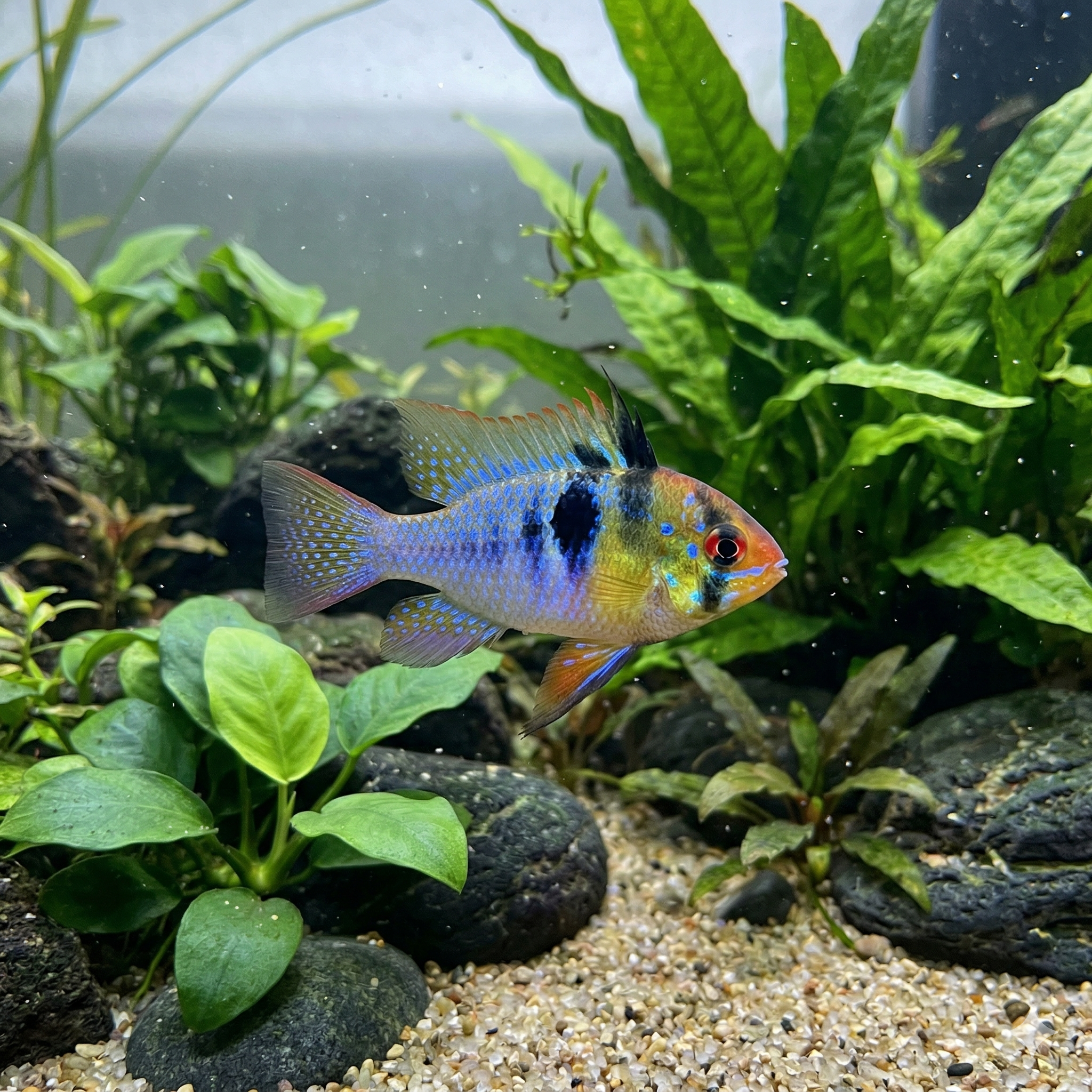A wide-angle panoramic 2:1 photograph taken in a large planted freshwater aquarium. Multiple German blue ram fish (Mikrogeophagus ramirezi), are visible. A pair, like in image_185.png, swims together in the dynamic, well-lit mid-ground. The specific colors, prominent black spots, and red eyes seen in image_188.png are consistent. The aquascape is expanded to include extensive weathered driftwood. Small particles and a few scattered larger smooth river stones are visible, maintaining the environmental continuity. The water is pristine, showing subtle current and bubbles. This is the second of three highly similar images of the German blue ram.