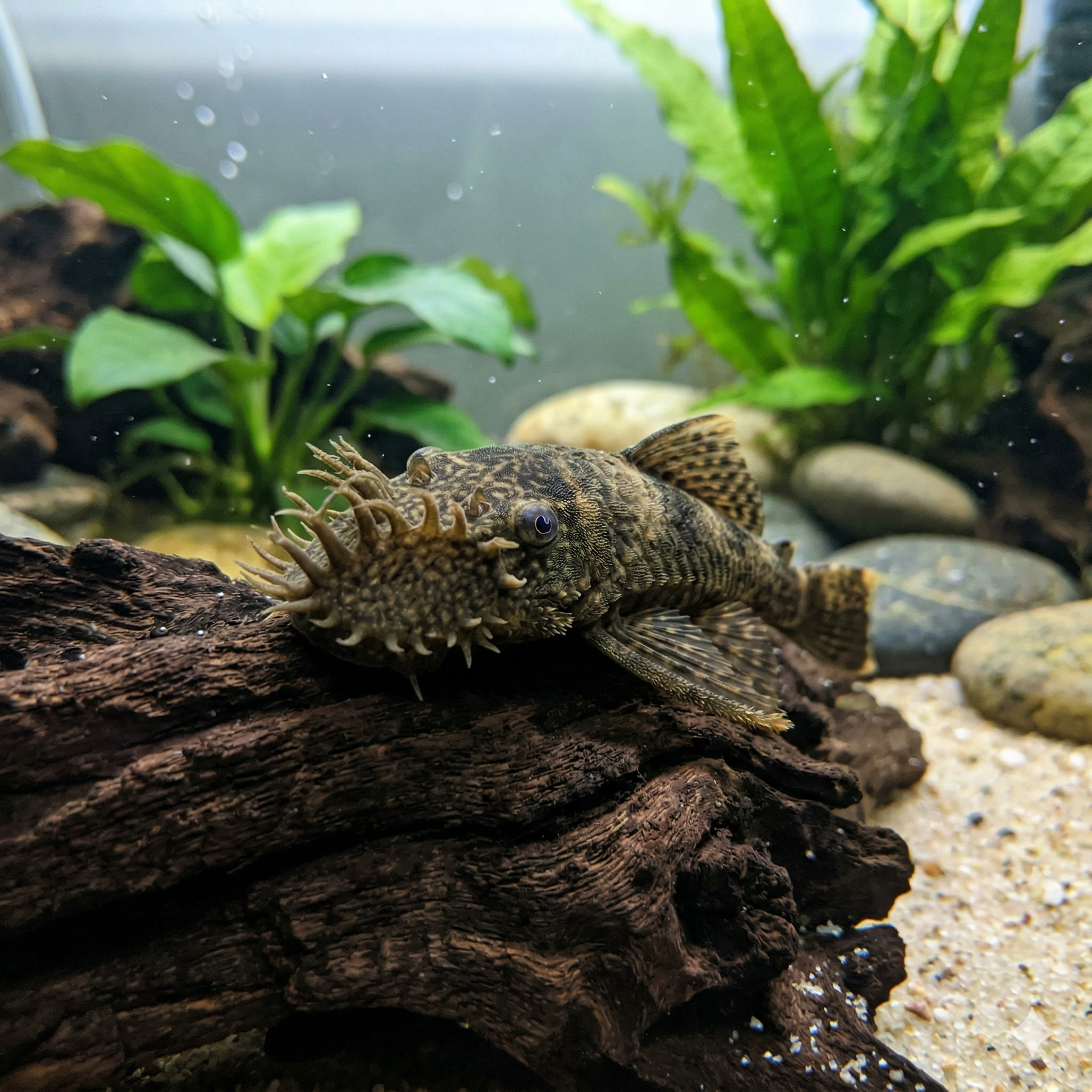 A wide panoramic underwater photograph in a 2:1 ratio, based on the aquarium setting from image_24.png. It features the same adult male Bristlenose Pleco (Ancistrus sp.)