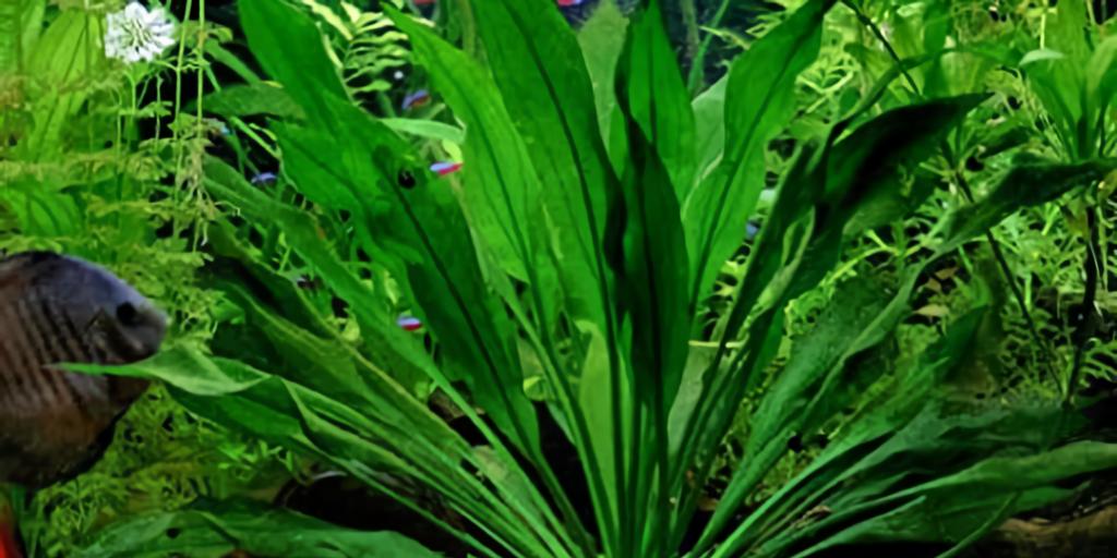 Amazon Sword (Echinodorus amazonicus)