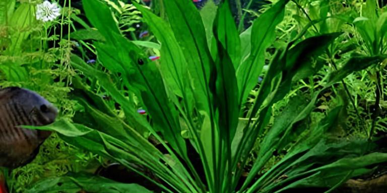Amazon Sword (Echinodorus amazonicus)