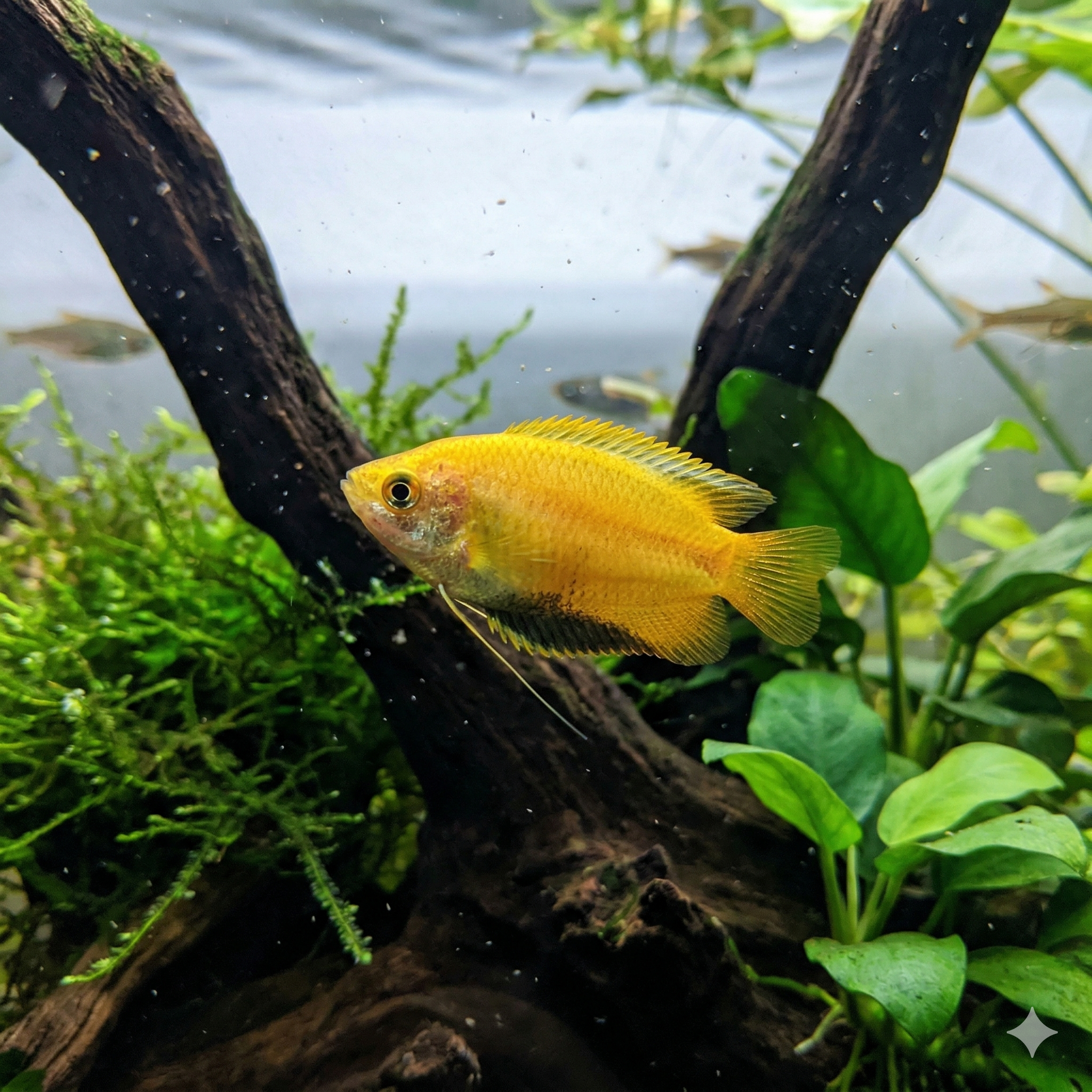 A panoramic underwater photograph of an expansive planted aquarium floor, featuring the identical male Honey gourami from Image 1 with its dark stripe swimming left.