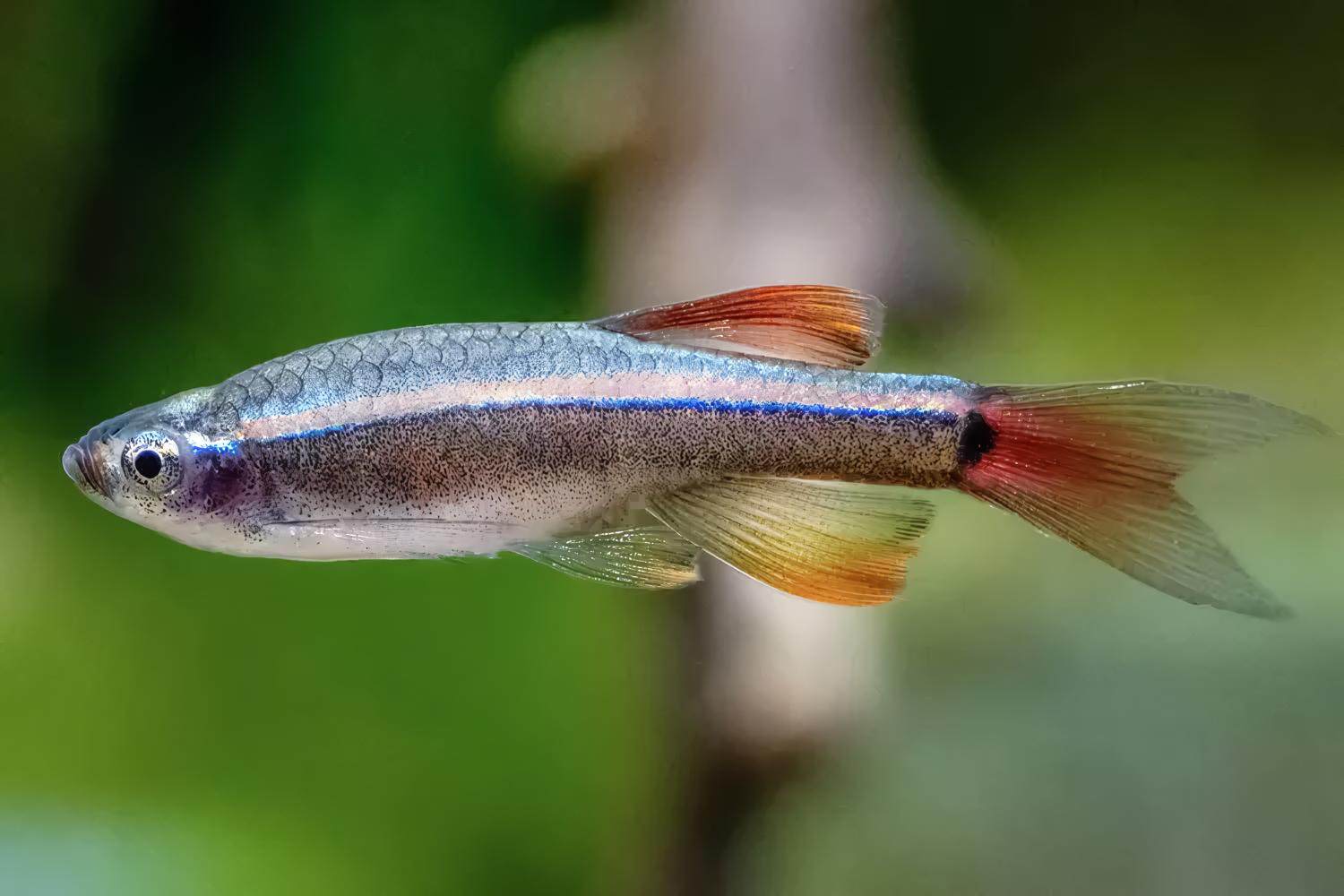  White Cloud Mountain Minnow (Tanichthys albonubes)