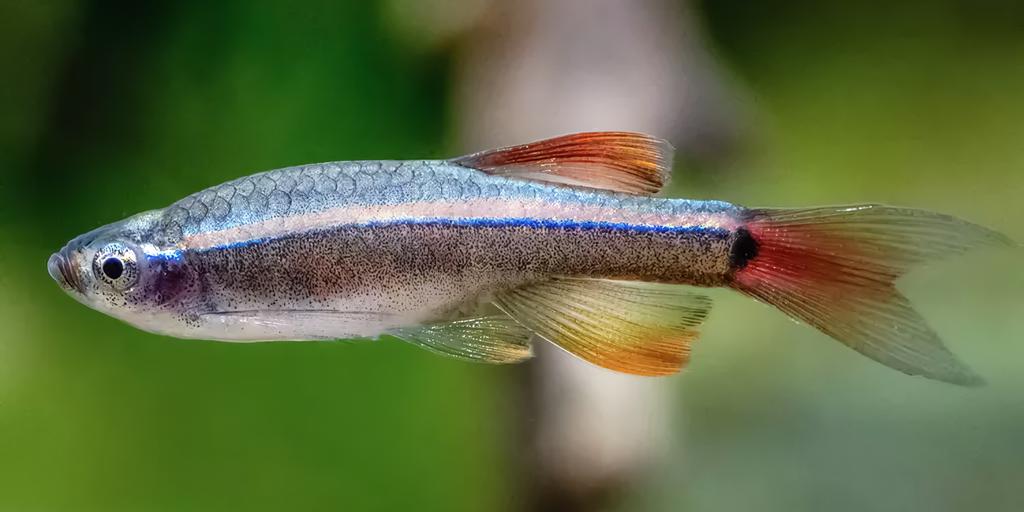 White Cloud Mountain Minnow (Tanichthys albonubes)