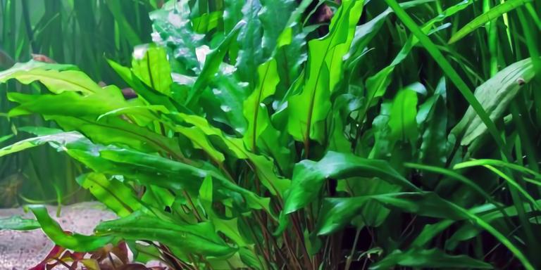 Cryptocoryne (Cryptocoryne spp.)