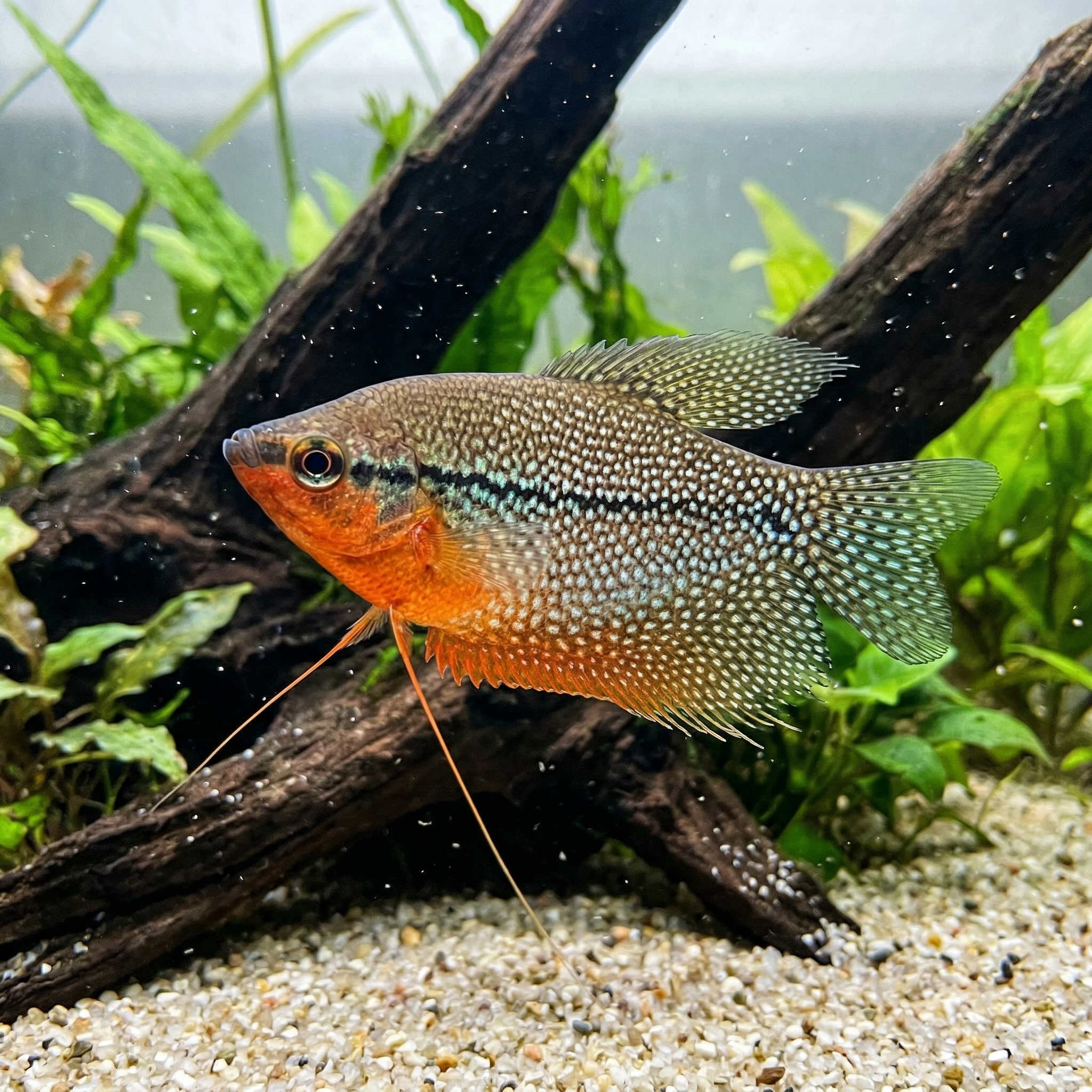A wide panoramic underwater photograph taken in a large planted freshwater aquarium, showing a much larger cohesive school of identical male Pearl gouramis with the specific spot mosaic and orange breast swimming dynamically across the sprawling aquascape of extended driftwood, large river stones, and expansive clusters of various aquatic plants, maintaining the same visual style and fish pattern.