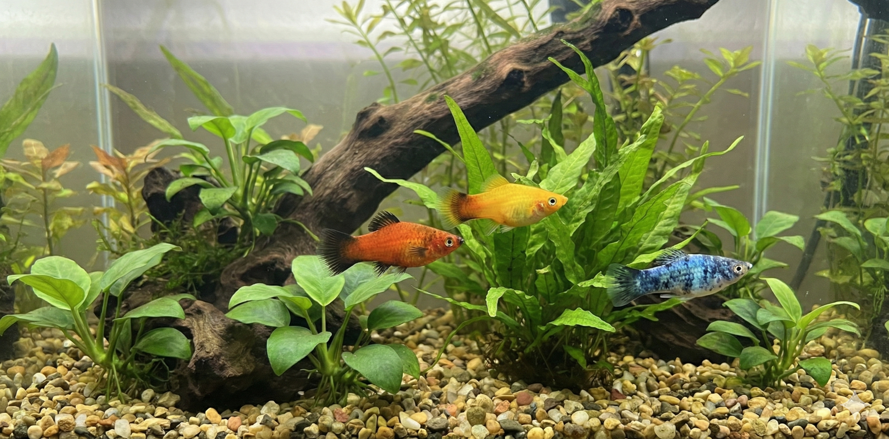 Platy (Xiphophorus maculatus)