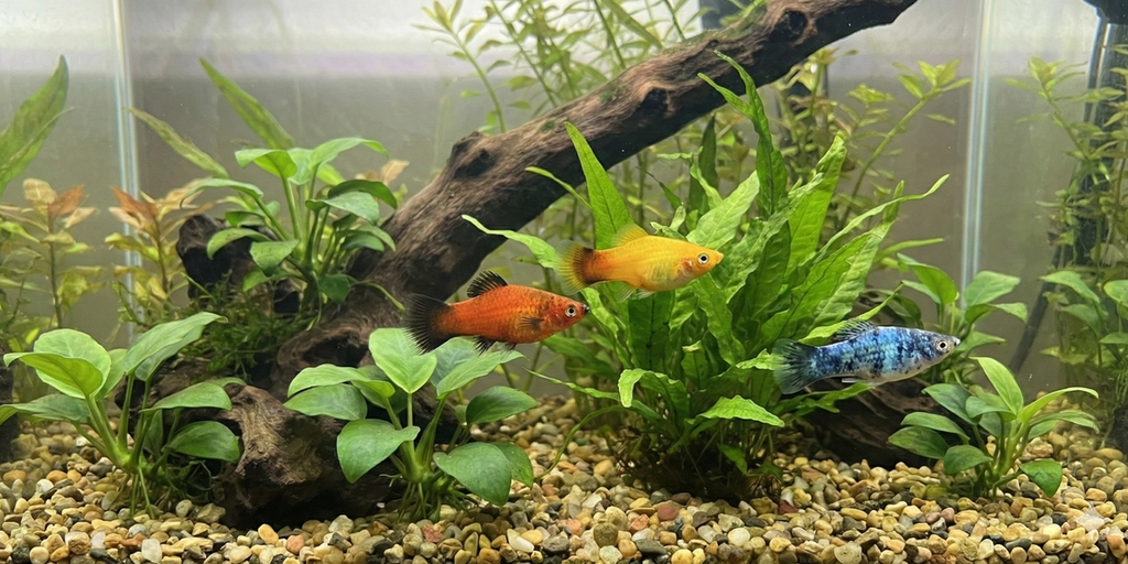 Platy (Xiphophorus maculatus)