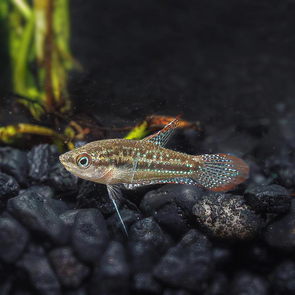 Sparkling Gourami (Trichopsis pumila)