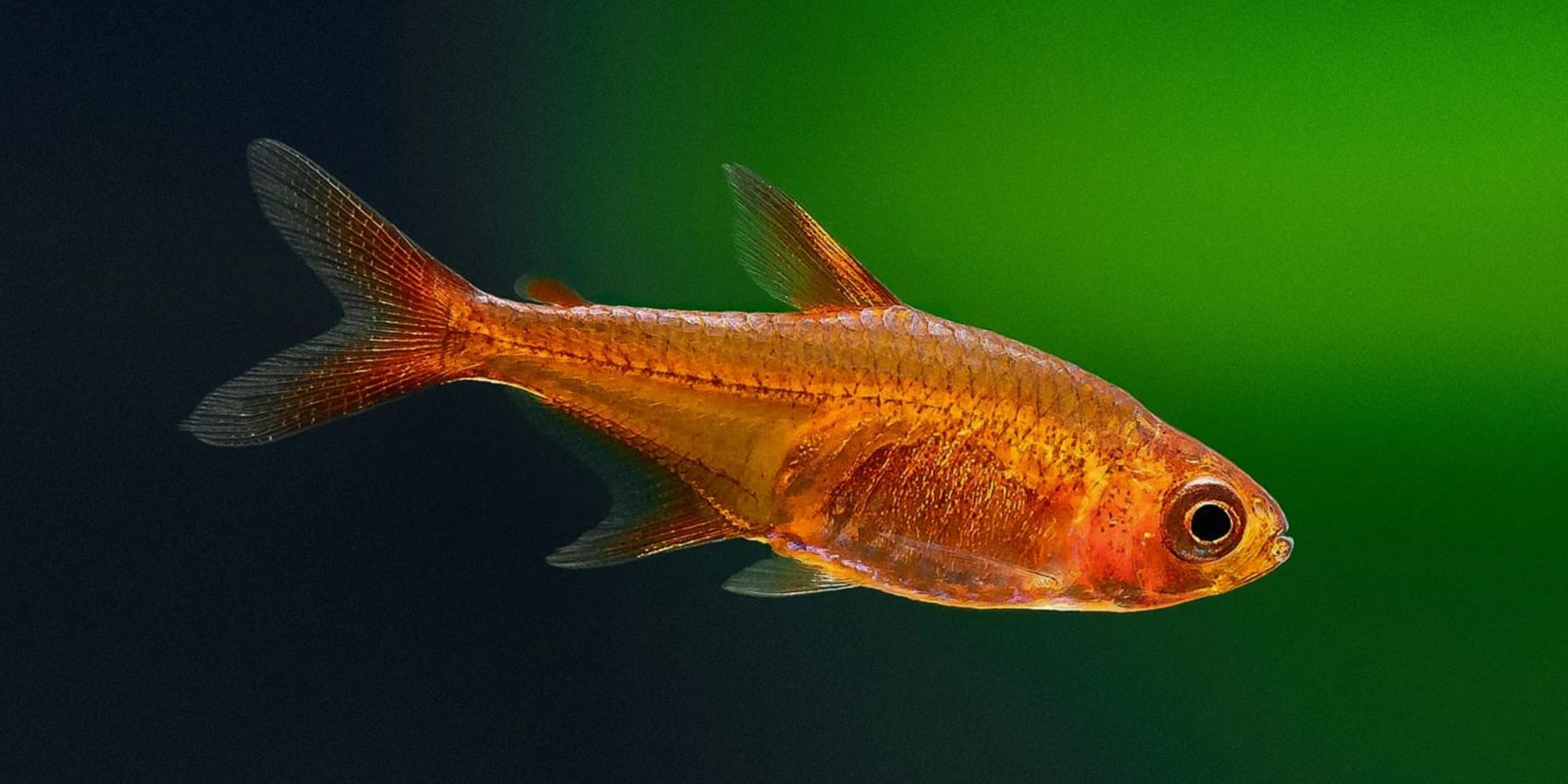 Ember Tetra (Hyphessobrycon amandae