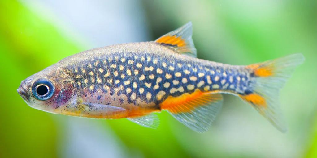 Celestial pearl danio (Galaxy rasbora)