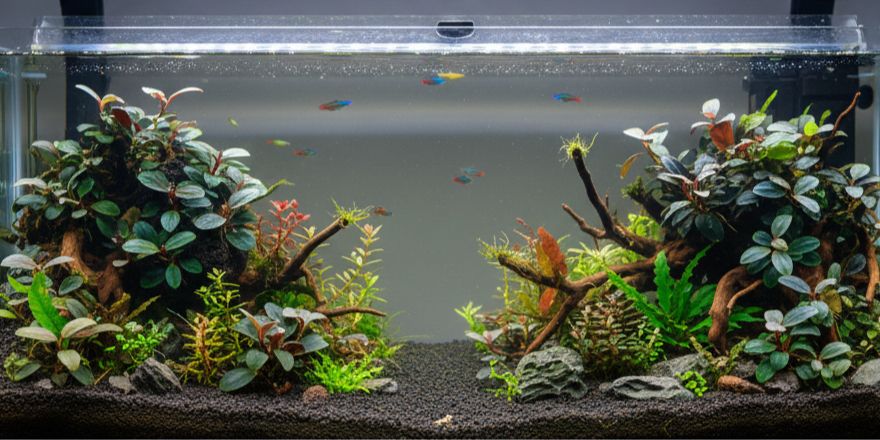 Bucephalandra (Bucephalandra spp.)