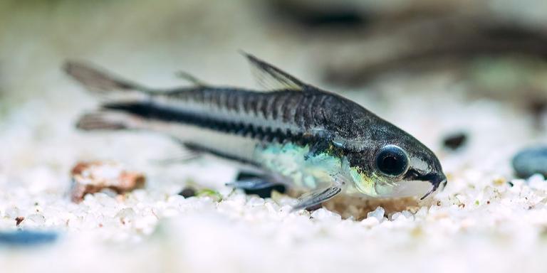 Pygmy Corydoras (Corydoras pygmaeus)