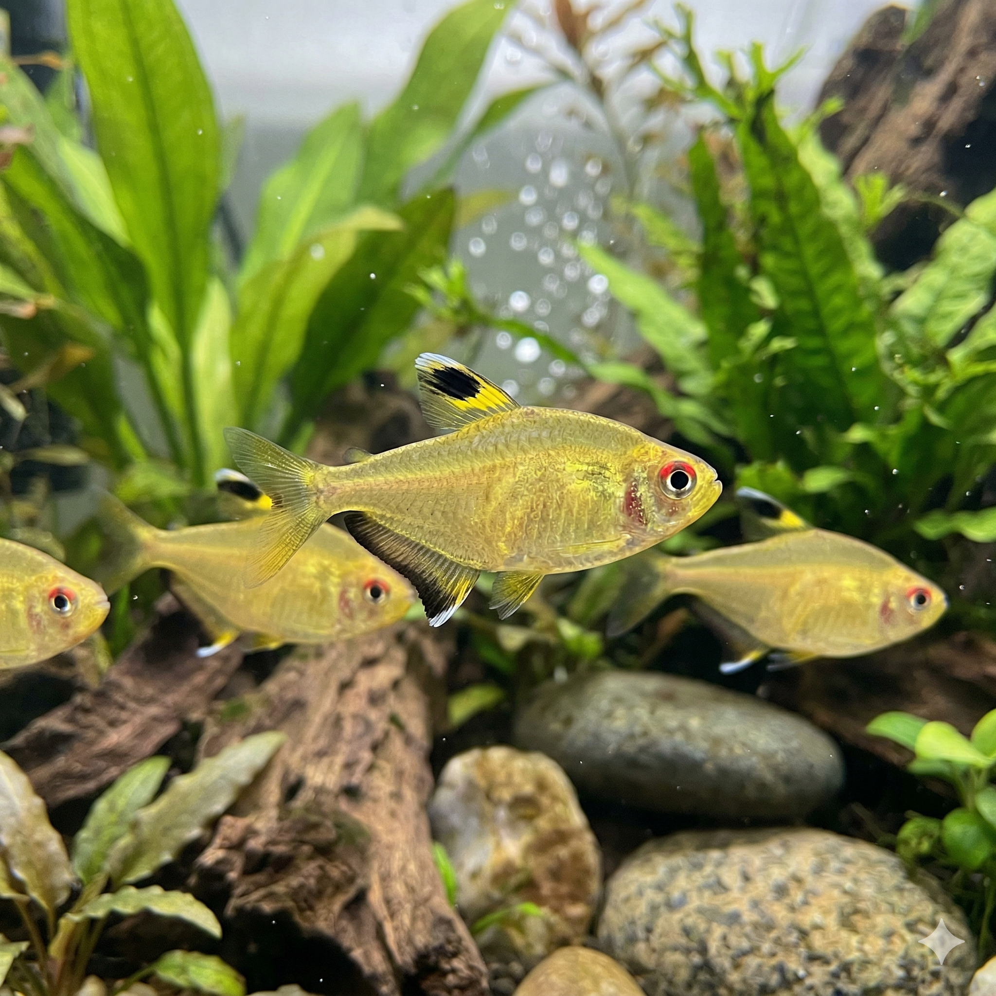 A wide, cinematic panoramic photograph of a realistic well-planted freshwater aquarium, featuring the exact same school of Lemon tetras