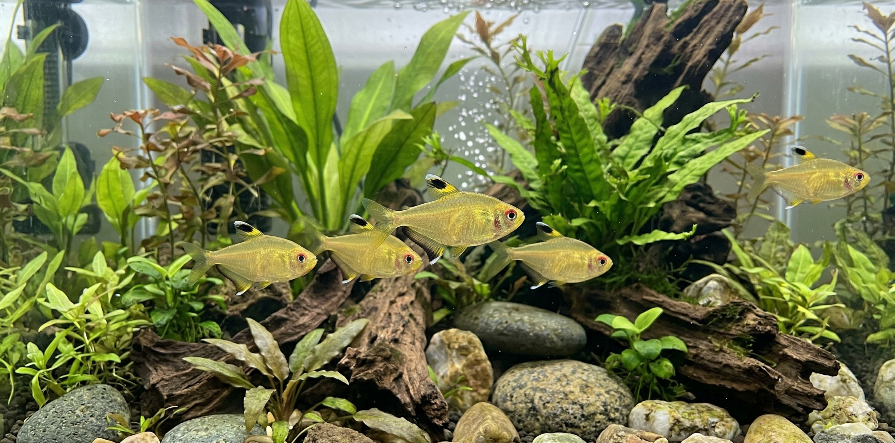 A wide, cinematic panoramic photograph of a realistic well-planted freshwater aquarium, featuring the exact same school of Lemon tetras