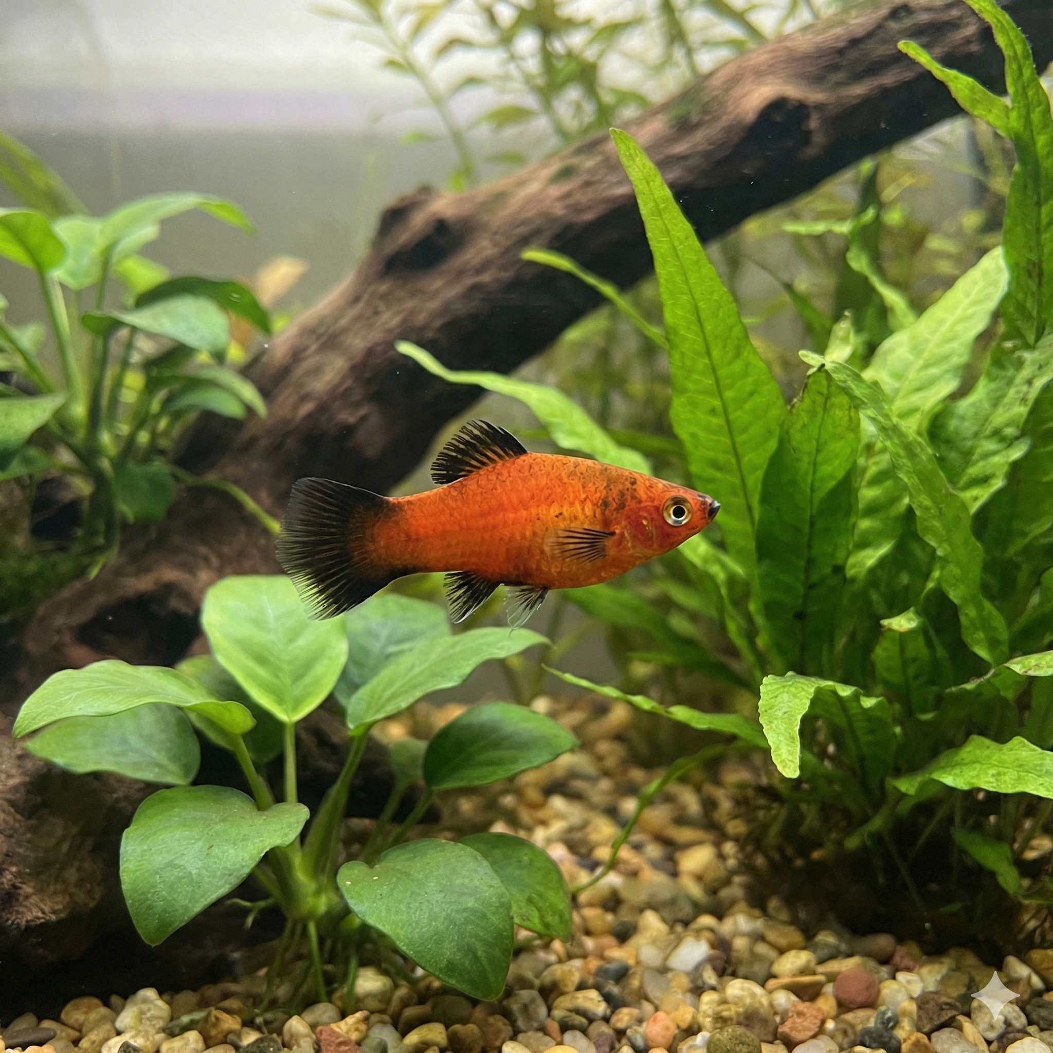 Platy (Xiphophorus maculatus)