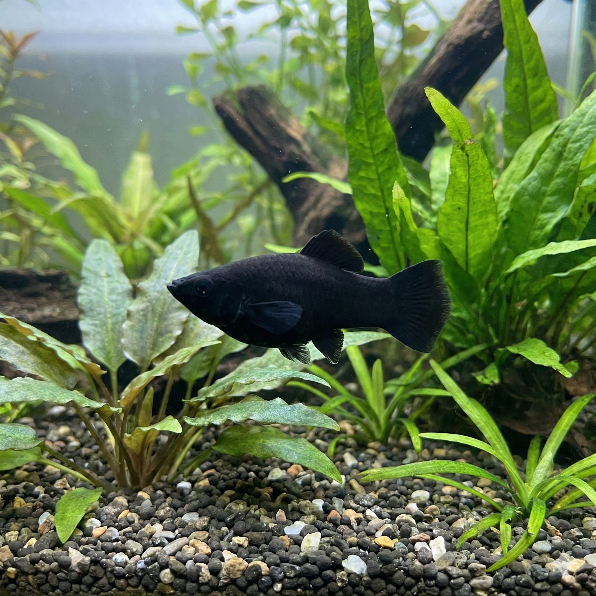 Mollies (Poecilia sphenops)