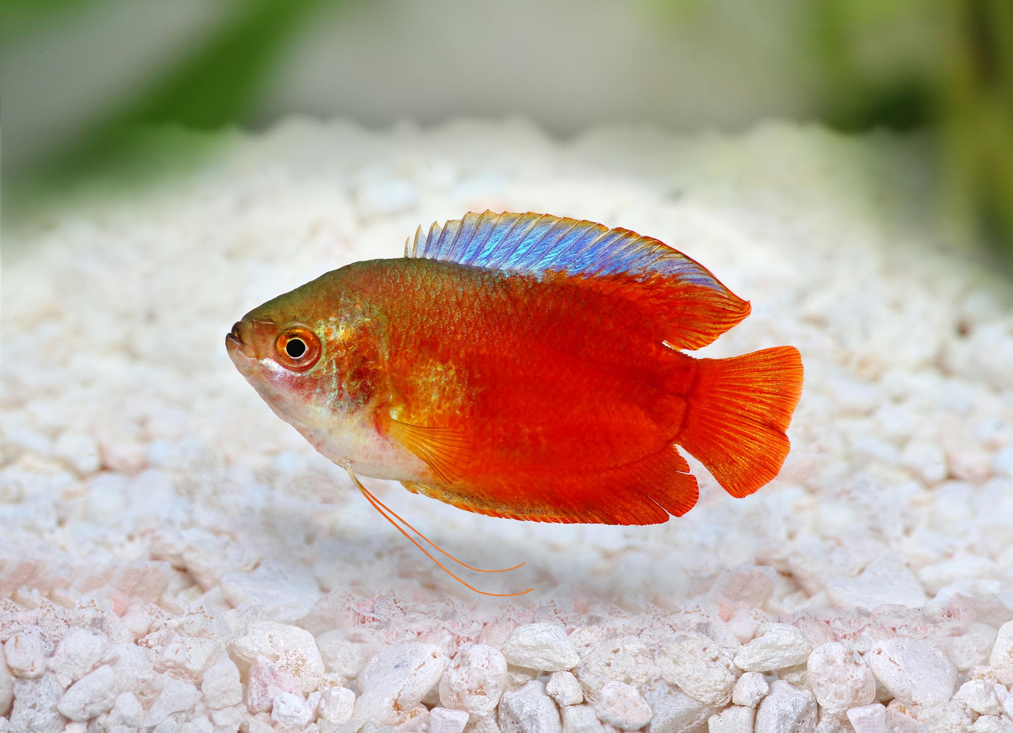 Dwarf Gourami (Trichogaster lalius)