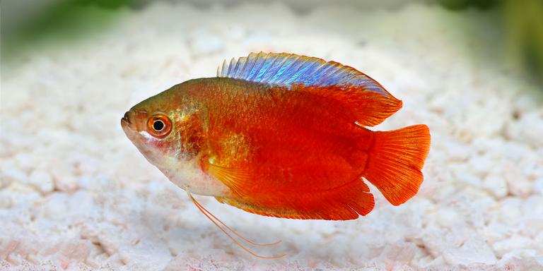 Dwarf Gourami (Trichogaster lalius)