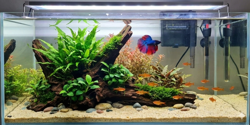 A wide-angle photograph of a 60-liter nature aquarium. A single vibrant blue and red Betta fish and ten small orange Ember Tetras swim in the tank. The aquascape features a large piece of driftwood covered in Java fern, Anubias, and moss, with other aquatic plants and a sand substrate. A filter and heater are visible in the background.