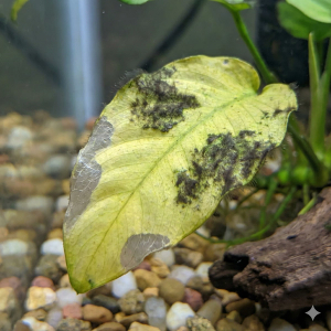 A wide-angle photograph of a neglected freshwater aquarium showing common beginner mistakes. The tank features aquatic plants with decaying, melted leaves, visible green algae on the glass and driftwood, and other plants with yellowing, nutrient-deficient foliage. The water appears slightly cloudy.