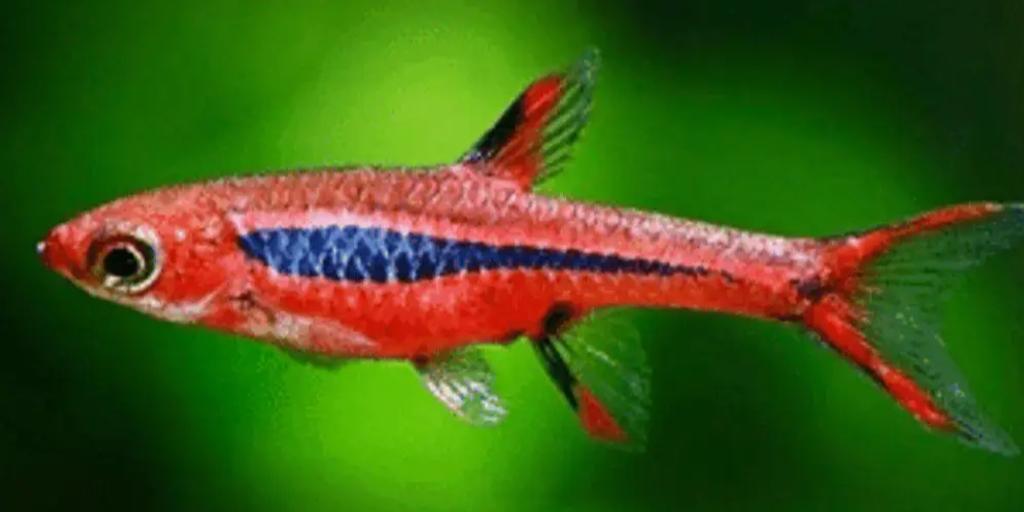 Chili Rasbora (Boraras brigittae)
