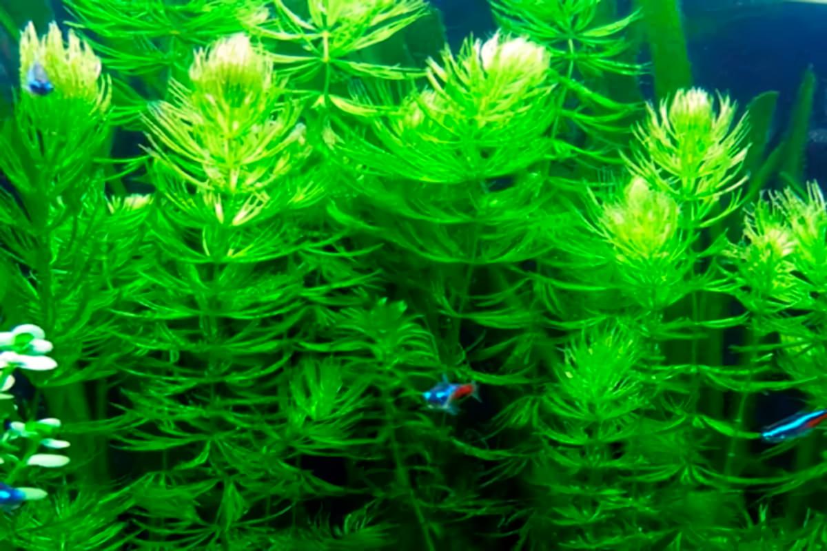 Hornwort (Ceratophyllum demersum)