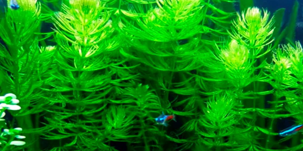 Hornwort (Ceratophyllum demersum)