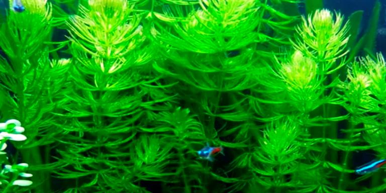 Hornwort (Ceratophyllum demersum)