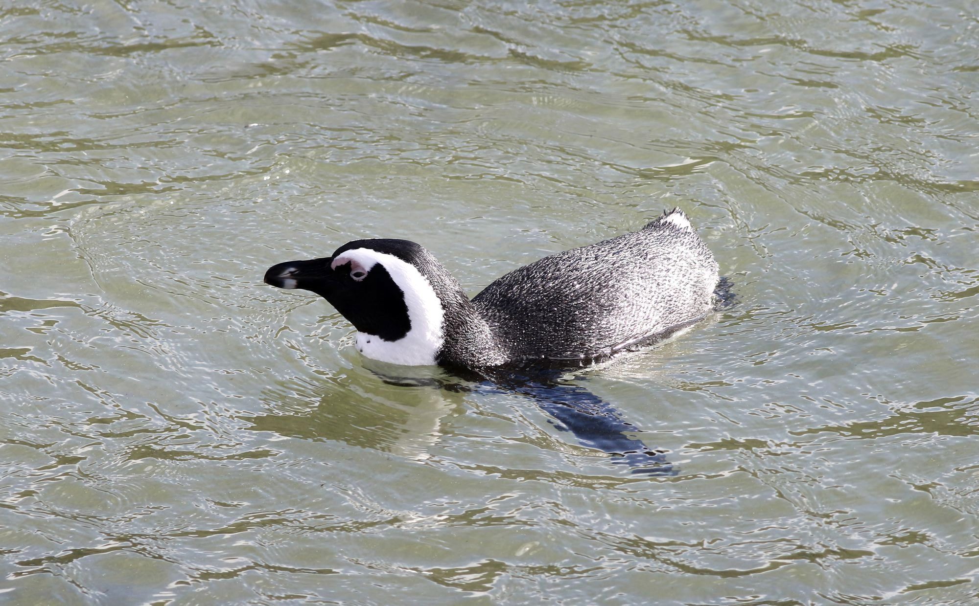 African penguins standing on the granite boulders and sand at Boulders Beach near Cape Town