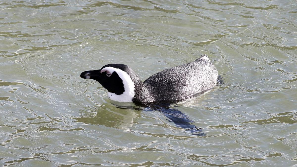 African penguins standing on the granite boulders and sand at Boulders Beach near Cape Town