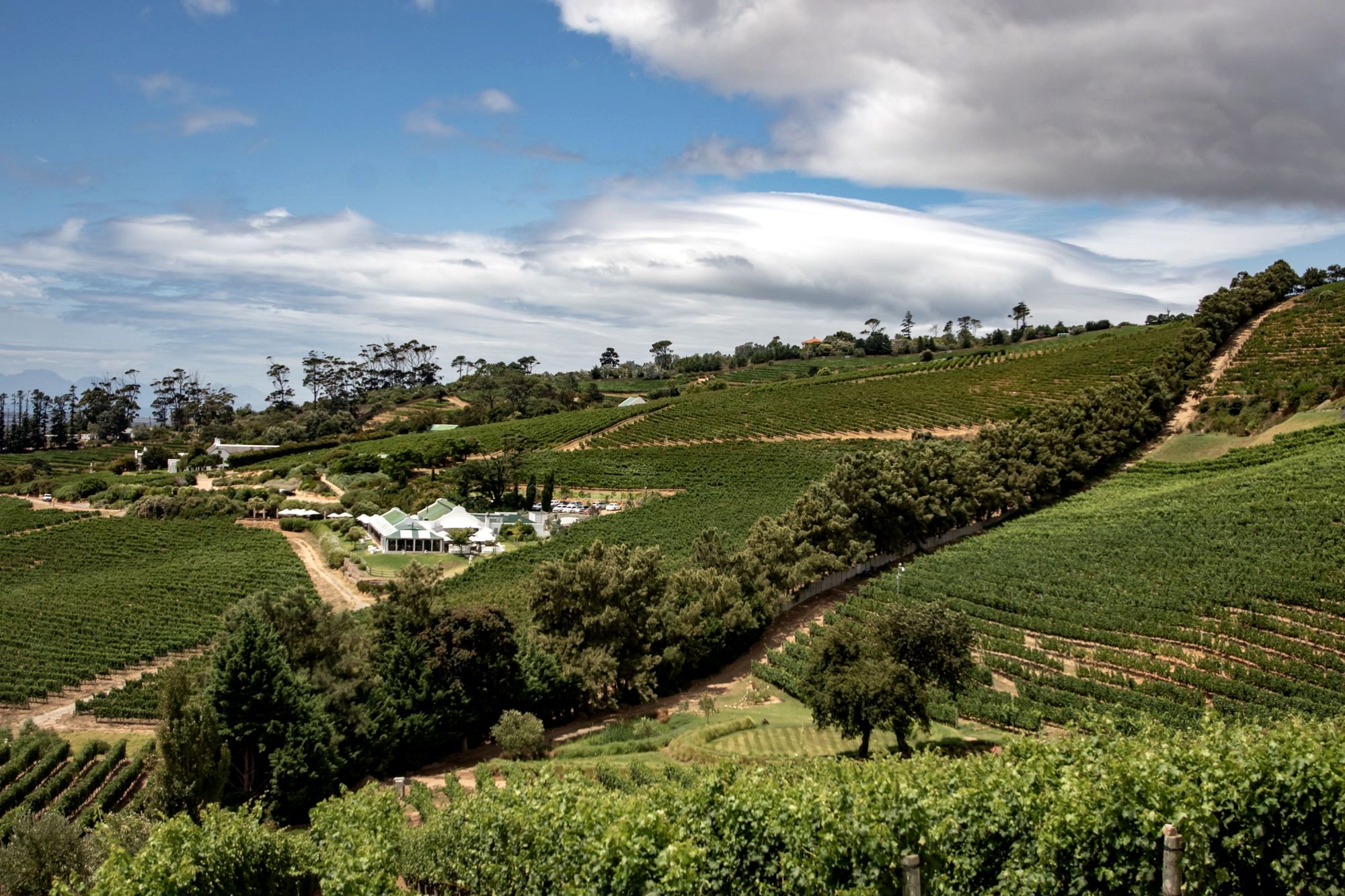Rows of vineyards below mountains in the Cape Winelands near Franschhoek