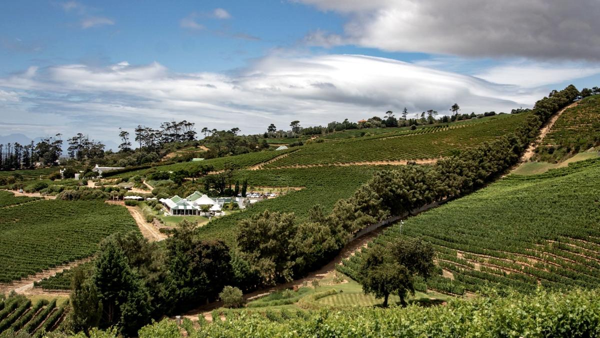 Rows of vineyards below mountains in the Cape Winelands near Franschhoek