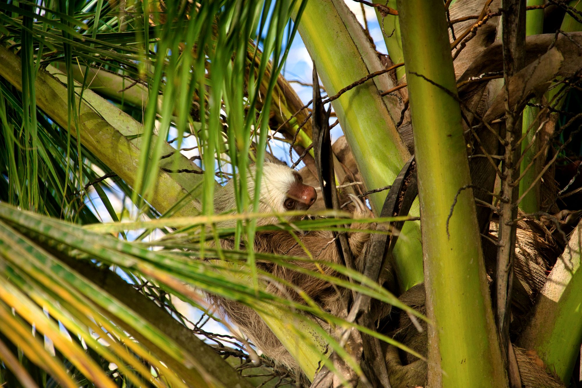 A sloth hanging in a tree in Manuel Antonio, Costa Rica