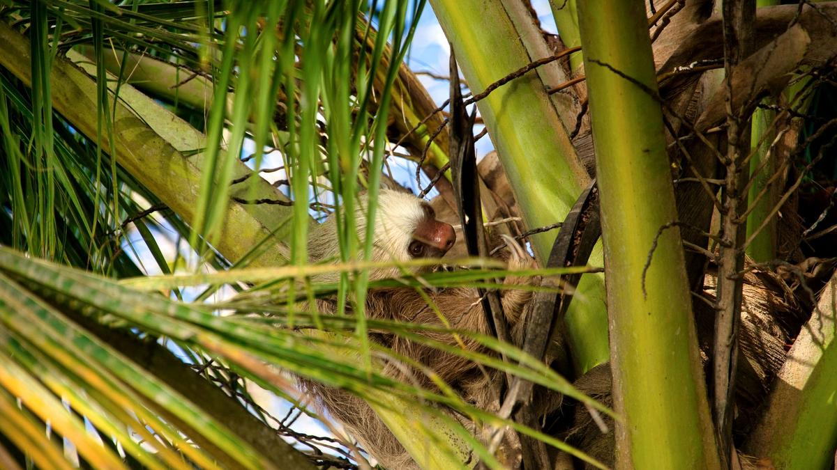 A sloth hanging in a tree in Manuel Antonio, Costa Rica