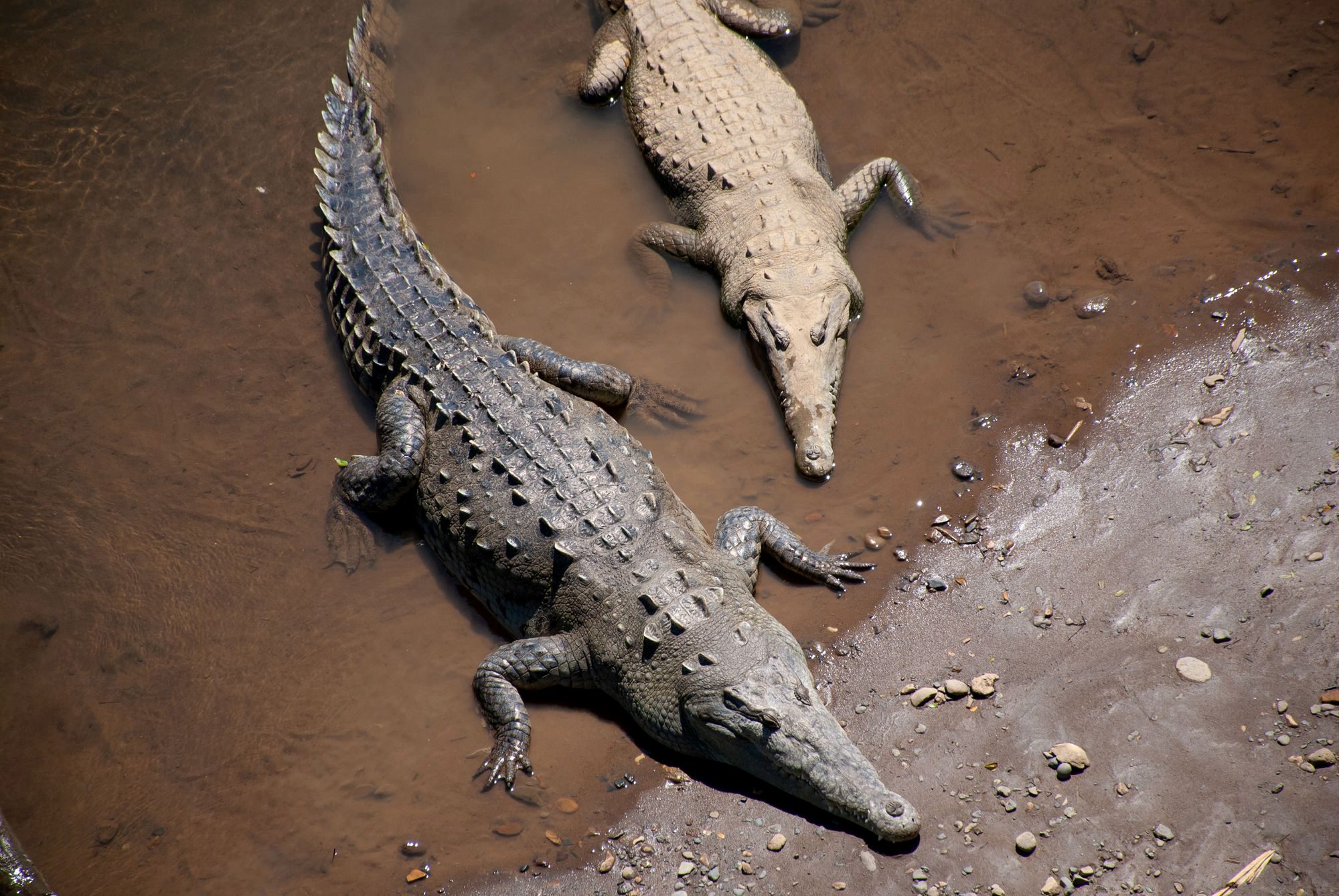 A wild crocodile basking on the riverbank below the Tárcoles bridge in Costa Rica