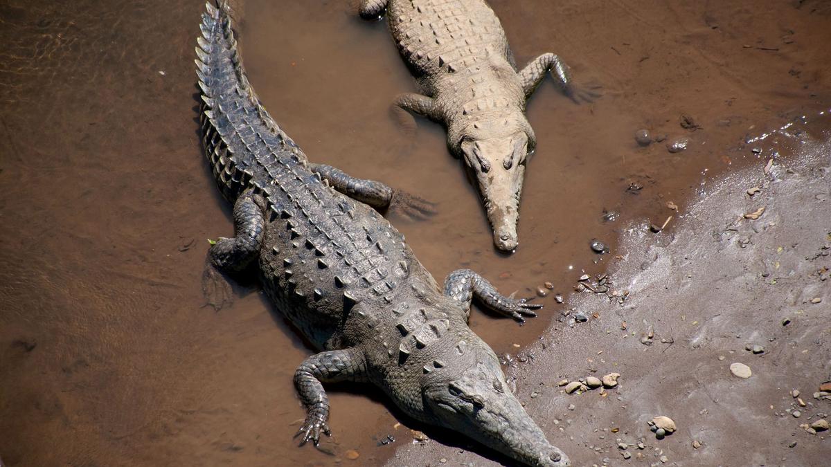 A wild crocodile basking on the riverbank below the Tárcoles bridge in Costa Rica