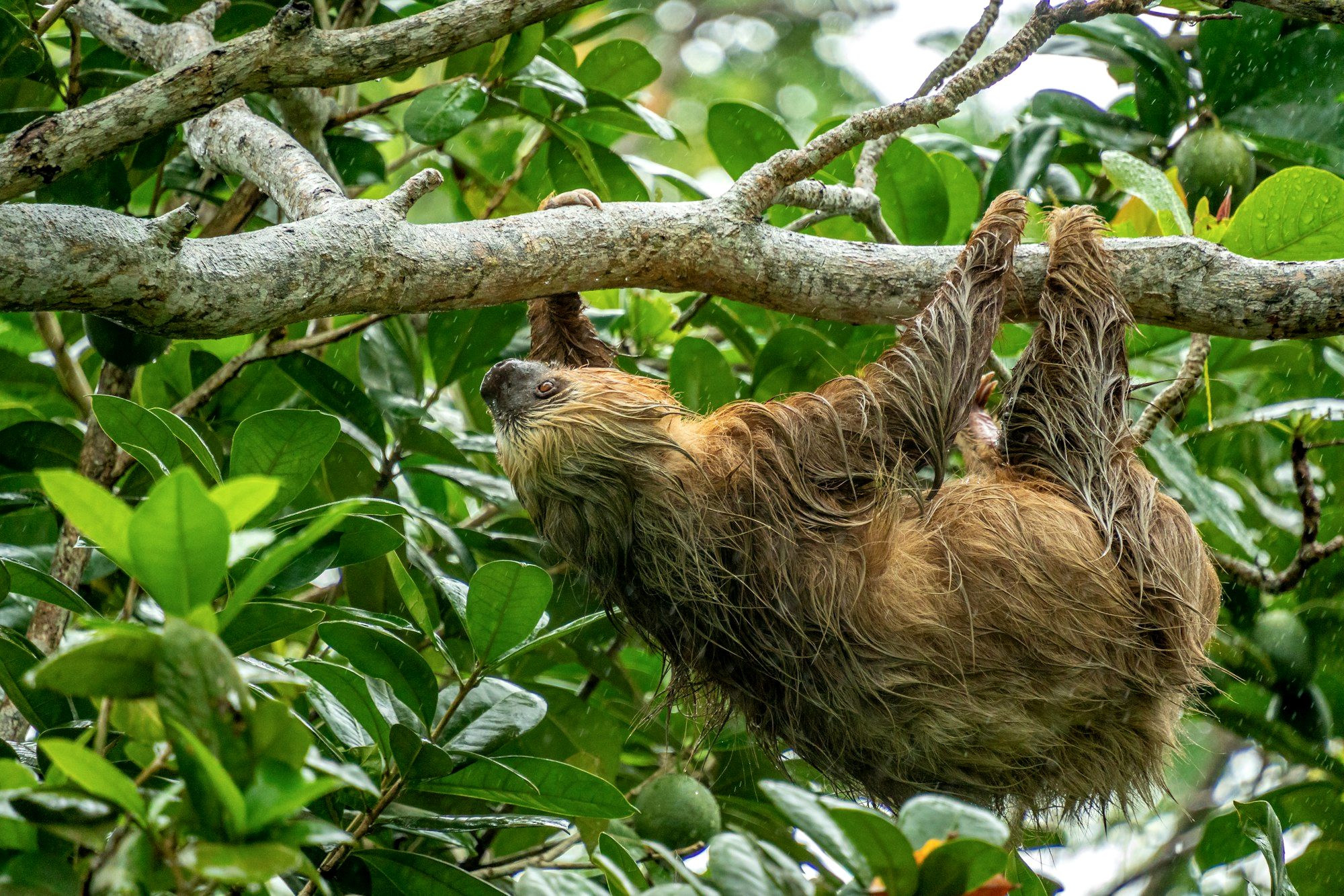 A sloth hanging in a tree in Manuel Antonio, Costa Rica